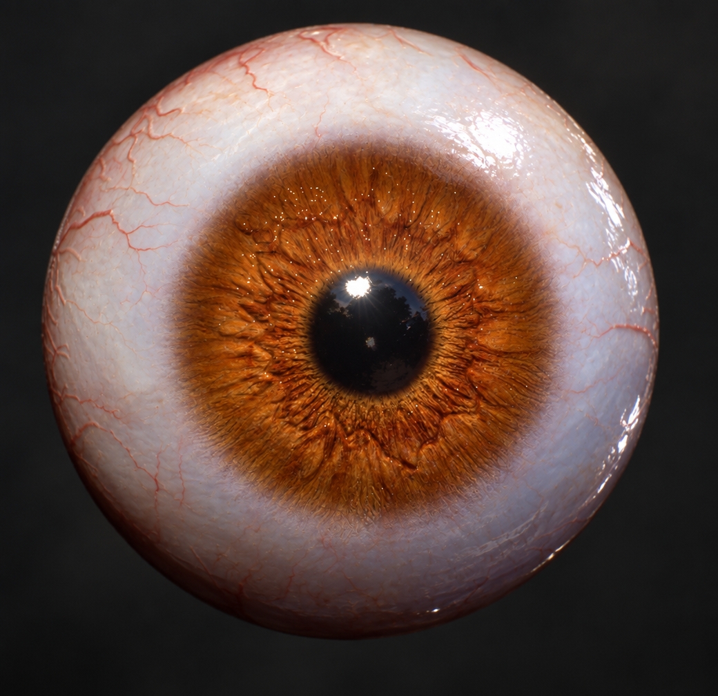 Macro photograph capturing the exact spherical eyeball from the front, rendered with organic textures and natural physical shaders. Bathed in bright, high-angle summer midday sunlight, the wet cornea displays a crisp, glossy catchlight and delicate tear-film reflections. The iris reveals intricate amber-brown fibrous depth around the deep pupil, while the translucent sclera shows realistic subsurface scattering with fine, branching micro-capillaries. Captured on a sharp 100mm macro lens, featuring subtle optical vignetting, realistic wet highlights, and fine sensor grain against the plain dark background.